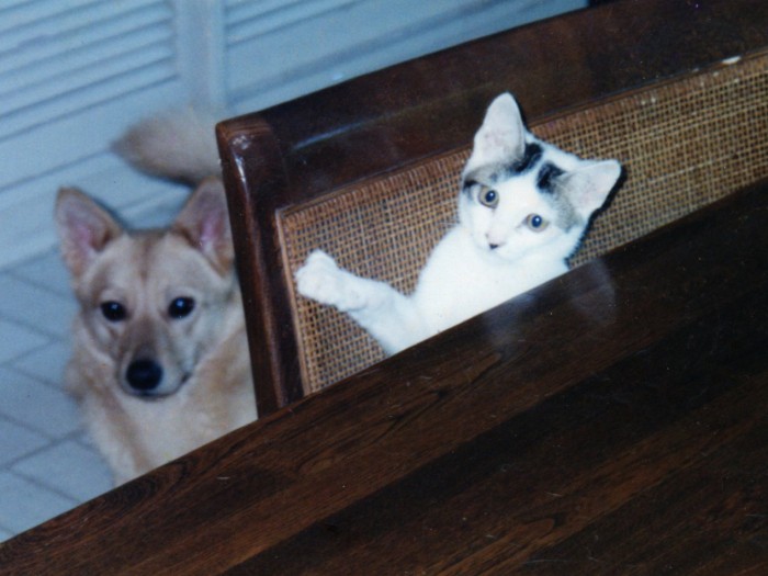 犬のさくらちゃんとは子供の頃から仲良し