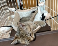 保護当時、ハンモックに入って眠る幸くん（画像提供：こにゃんゴーさん）