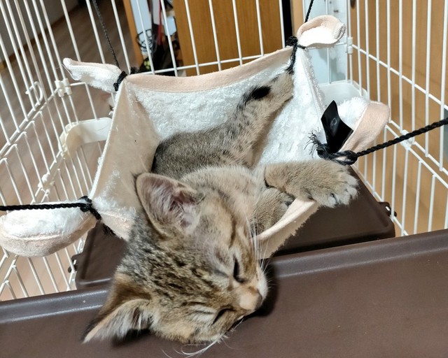 保護当時、ハンモックに入って眠る幸くん（画像提供：こにゃんゴーさん）