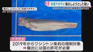 国際取引規制の冷凍アオザメを虚偽申告で輸出しようとした疑い　輸出会社と社員を告発