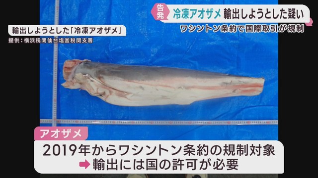国際取引規制の冷凍アオザメを虚偽申告で輸出しようとした疑い　輸出会社と社員を告発