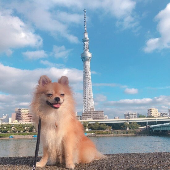 保護犬だったなっぱは、UGのスタッフさんのおうちの子に（お母さん提供）