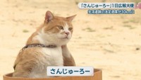 備中松山城の猫城主「さんじゅーろー」