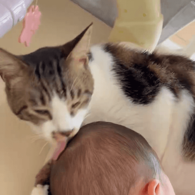 赤子を毛づくろいするネコ（やなさん提供）