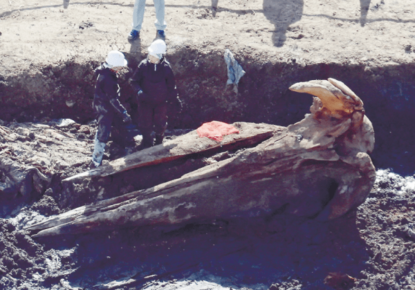 迷いクジラの死がい ほりだす ｜ 朝日小学生新聞 | 朝日中高生新聞