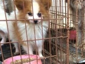 「引き取り屋」という闇　「殺さずに、死ぬまで飼う」