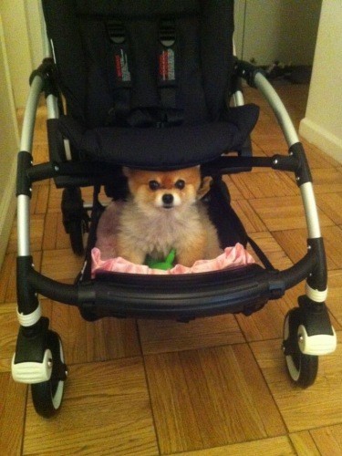 ベビーカー下の指定席で自宅に着いてもくつろぐシュクレ