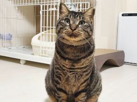 ちょこんとお行儀よく座る姿を見て思わずパシャリ　雑種猫の「みの」