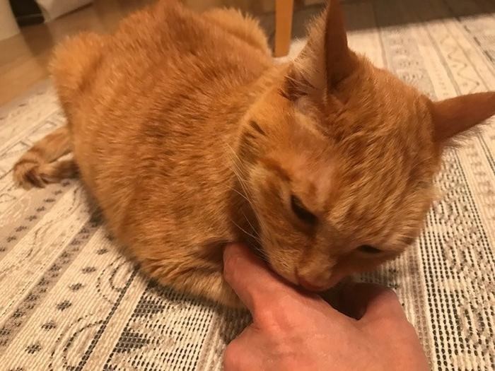 すると、お礼に大吉が手をナメナメ