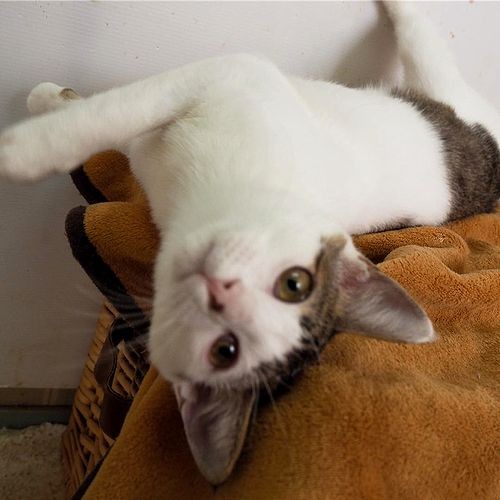 保護当時、名前を呼ばれるとゴロン