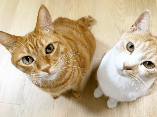 飼い主さんを見上げる（左から）ツナくん、キナコくん（画像提供：mmmさん）