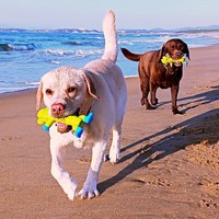 おもちゃをくわえて一緒に走る、まる子ちゃん（手前）、コナくん（後ろ）（画像提供：ラブラドールのコナまる子さん）