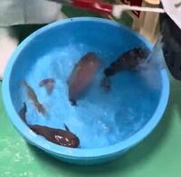 タライでキャッチ（提供：入善町）