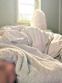 眠る息子さんのそばで窓の外を眺めるちくわくん（画像提供：ちくわ（白ポメラニアン）さん）