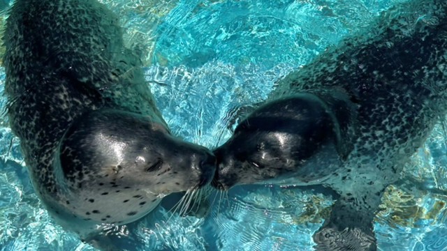 12月の毎週日曜「ゴマフアザラシとふれあい体験」　玉野市の渋川マリン水族館　岡山