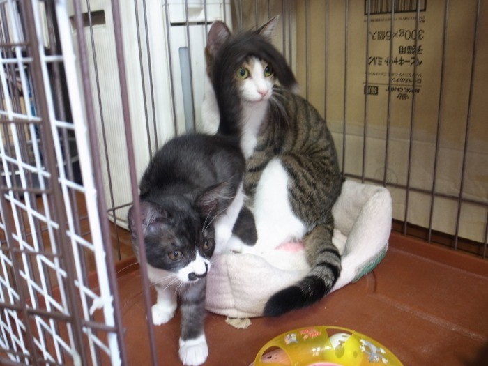 子猫のグルーミングをしてあげたの