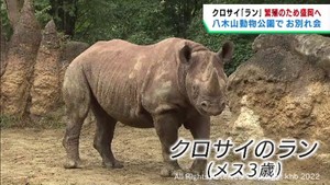 クロサイ「ラン」お別れ会を開催　繁殖のため盛岡へ　仙台市の八木山動物公園