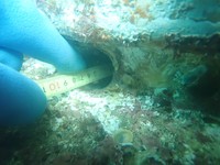 ウニがこつこつ齧り続け、こんなに深い穴が！