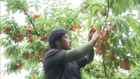 【特集】〈新型コロナ〉岡山産果物の市場のニーズや価格の先行きが不透明　不安な状態を乗り越える農家の取り組みとは？