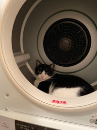 通常の乗車風景。むぎちゃん目力強い（提供：つよいねこさん）