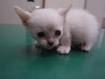 まるでチワワのようだった子猫期