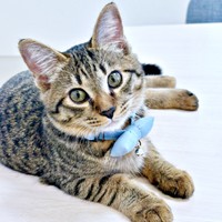 きゅるんとした瞳がキュートなれんれんくん（画像提供：キジあにゃさん）