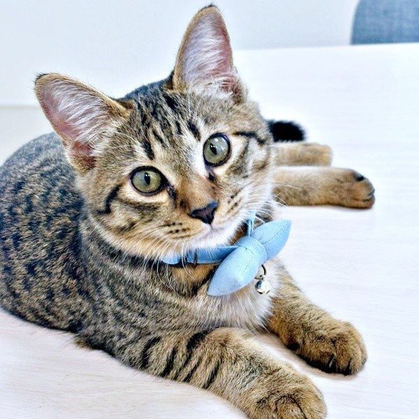 きゅるんとした瞳がキュートなれんれんくん（画像提供：キジあにゃさん）