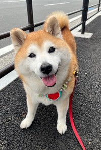 にっこり笑みを浮かべるまるちゃん（画像提供：祥&柴犬のまるちゃんさん）