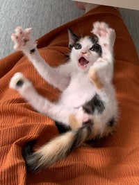 可愛いけどやんちゃさん＝easy_going_mywayさん（@zs41wz3PHyRO0zf）提供