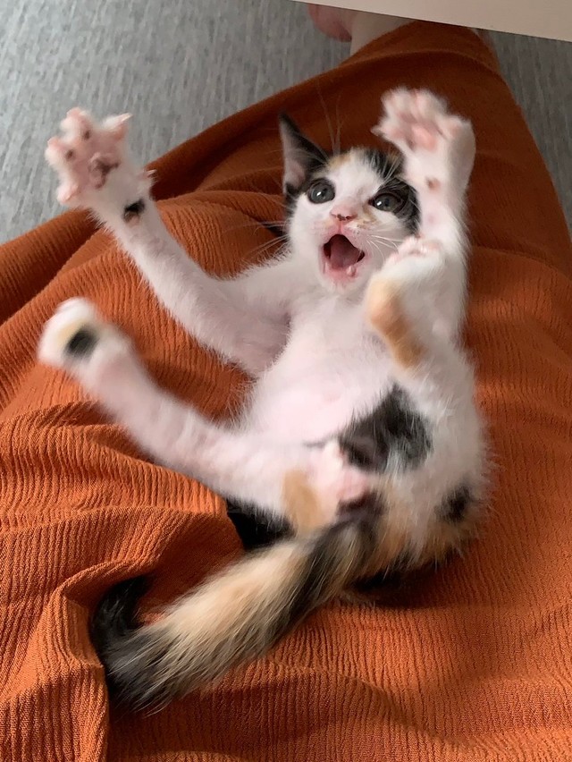 可愛いけどやんちゃさん＝easy_going_mywayさん（@zs41wz3PHyRO0zf）提供