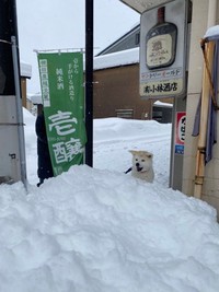 店長さんとの雪遊びを楽しむ優美ちゃん（画像提供：小林酒店さん @kobasake_tochio）
