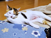 子猫時代、おうちでくつろぐ桜ちゃん（画像提供：恵美子with三毛猫桜 時々旦那さん）