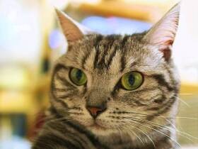 かくれんぼ疲れちゃった　ワイルドなアメショ「あめりちゃん」　