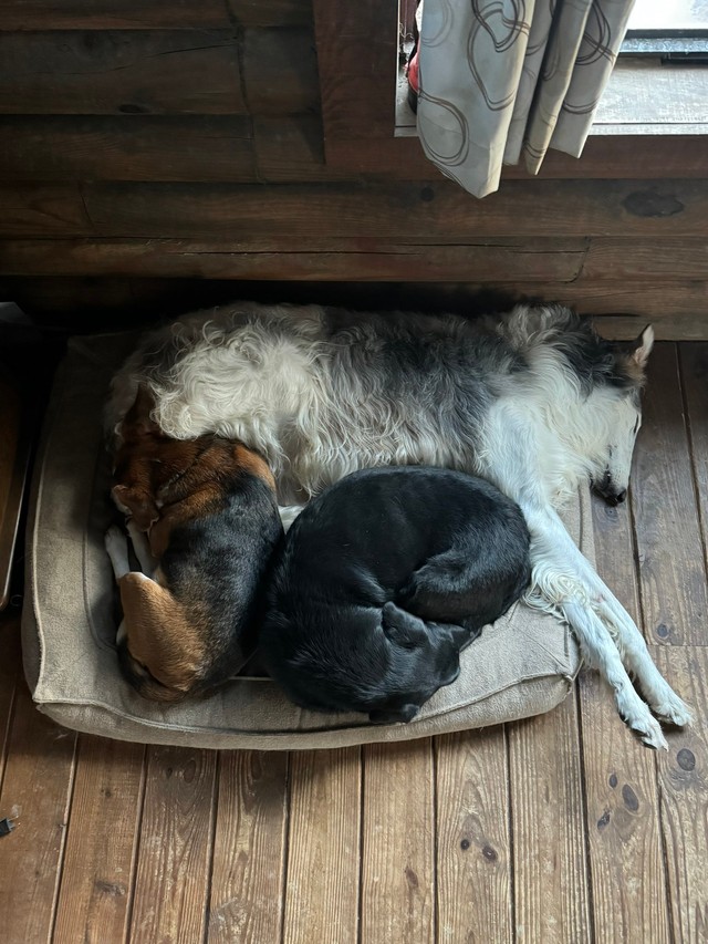 寒い日はみんな仲良くくっついてお昼寝（提供：中道　智大さん）