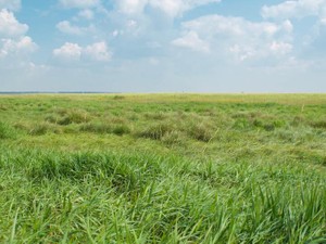 出逢った全てが私を形作る。名前を知ると雑草から「植物」になるように
