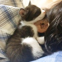子猫時代、飼い主さんに寄り添って眠る初ちゃん（画像提供：はっちゃんムーさん）