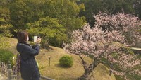 咲き始めた桜を楽しむ人々