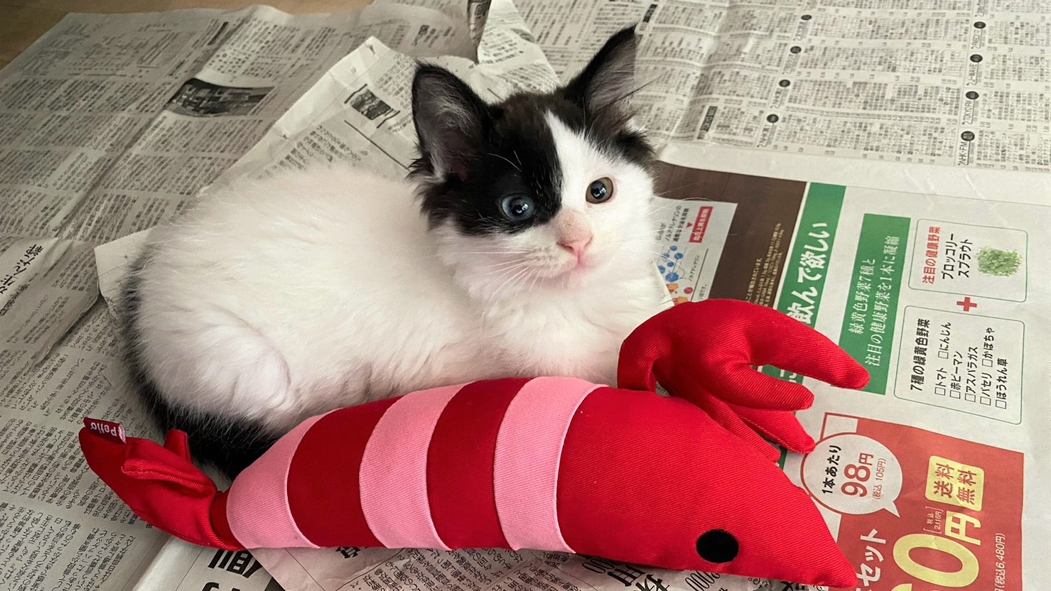 ここをあけてください！」早朝、玄関先で子猫の鳴き声が…まんまとNNNの