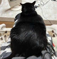 お膝の上にちょこん（提供：刻ぐるたさん）