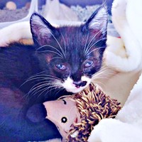 驚くほど小さかった保護まもない頃のまぎちゃん（画像提供：hiro_8083さん）