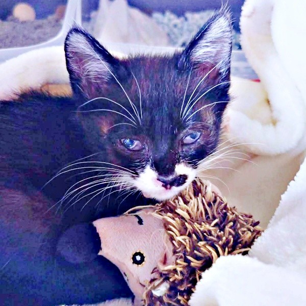 驚くほど小さかった保護まもない頃のまぎちゃん（画像提供：hiro_8083さん）