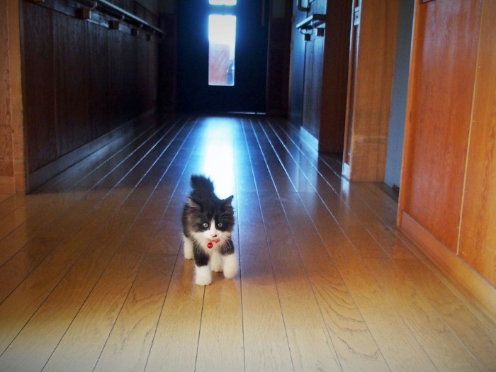 いざ、初サロンへ。胴が短いので、縫いぐるみ的愛らしさ。