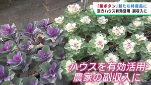 手間が掛からず空きハウスで栽培可能　葉ボタンを新たな特産品に　宮城県が試験栽培