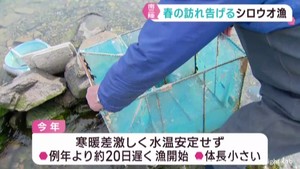 春の訪れを告げるシロウオ漁　宮城・南三陸町