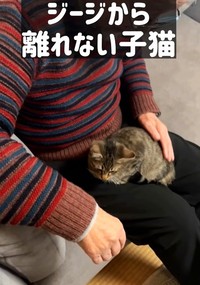 動物が苦手なジージから離れない子猫（猫と音楽家さん、Instagramよりキャプチャ撮影）