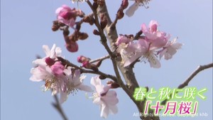 宮城県各地で４月並みの暖かさ　白石城の十月桜が３分咲き