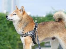 今日もいい散歩をしたなぁ～　大好きな芝生の上を楽しく歩いた柴犬「こつぶ」