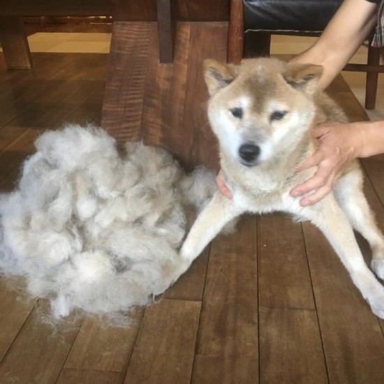 換毛期はこんな感じですよね