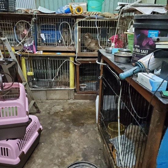 高齢化で廃業を余儀なくされるブリーダーも多く、今後も保護予定が続く。「ゆめまるHAPPY隊」ではブリーダーからの保護は廃業時のみ、と決めている