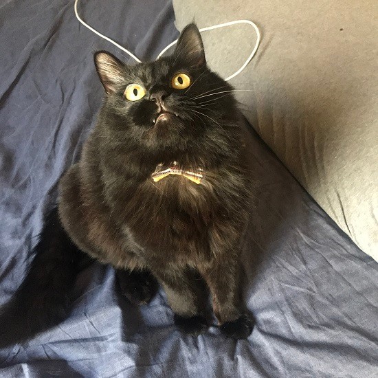 シッポもふわふわのミュラー（典佳さん提供）